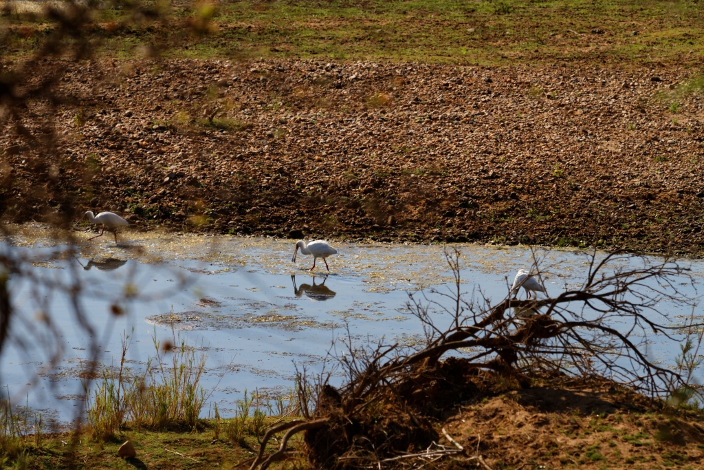 08 - Kruger NP (56).jpg
